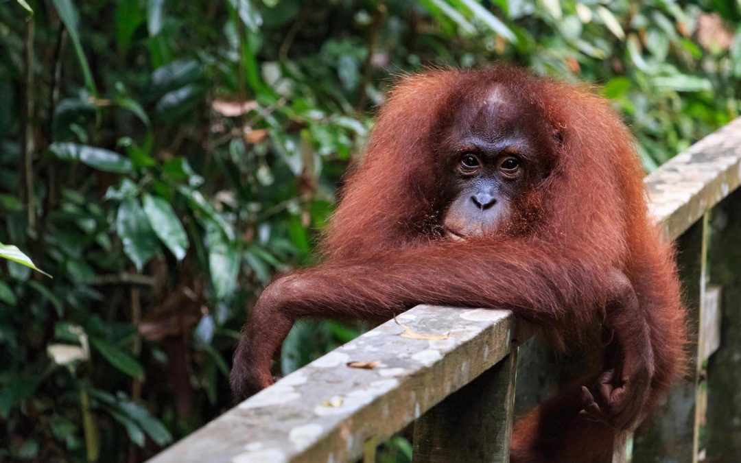 An Incomplete Guide to Borneo’s Wildlife : Facts & Photos